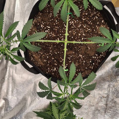Biscotti Mintz growlog timeline photo