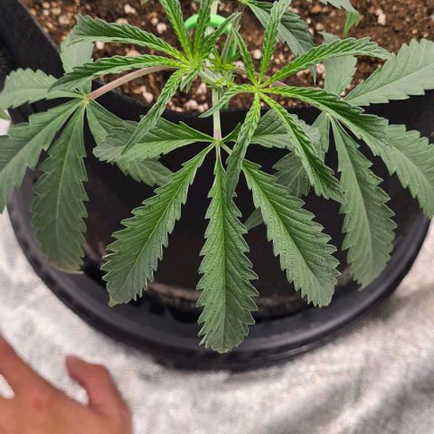 Biscotti Mintz growlog timeline photo