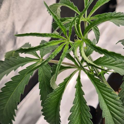 Biscotti Mintz growlog timeline photo