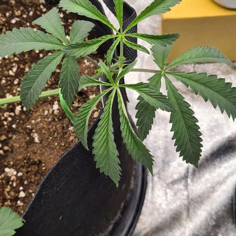 Biscotti Mintz growlog timeline photo