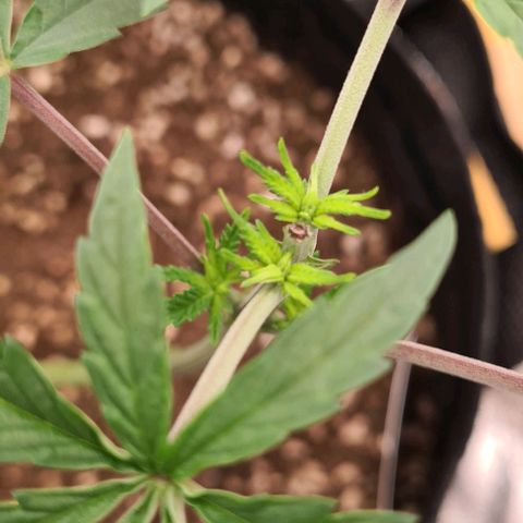 Biscotti Mintz growlog timeline photo