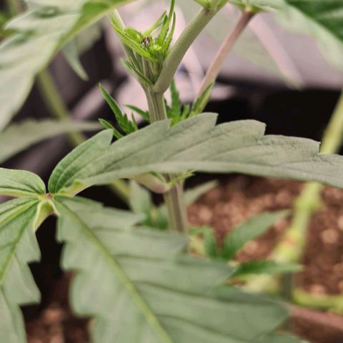 Biscotti Mintz growlog timeline photo