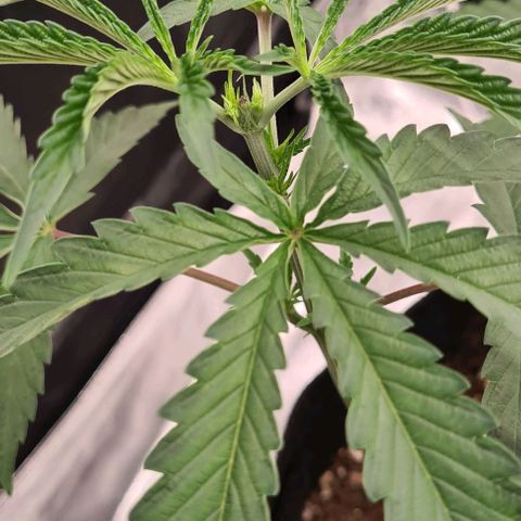 Biscotti Mintz growlog timeline photo