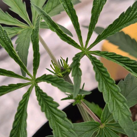 Biscotti Mintz growlog timeline photo