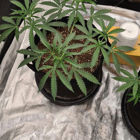 Biscotti Mintz growlog timeline photo