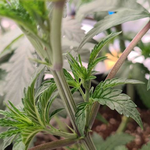 Biscotti Mintz growlog timeline photo