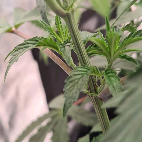 Biscotti Mintz growlog timeline photo