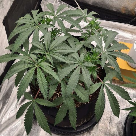 Biscotti Mintz growlog timeline photo
