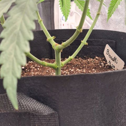 Biscotti Mintz growlog timeline photo