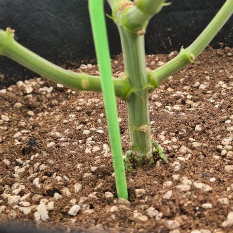 Biscotti Mintz growlog timeline photo