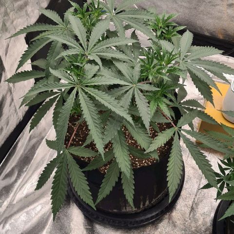 Biscotti Mintz growlog timeline photo