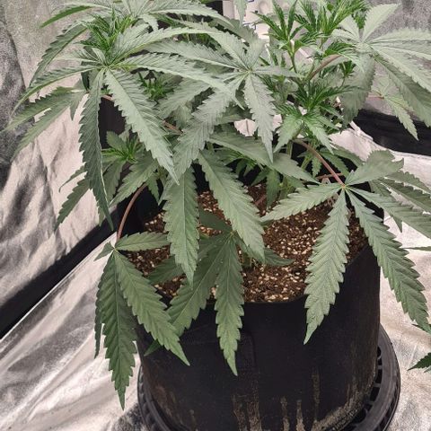 Biscotti Mintz growlog timeline photo
