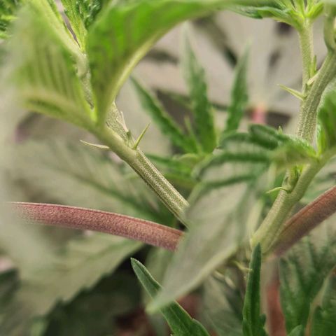 Biscotti Mintz growlog timeline photo