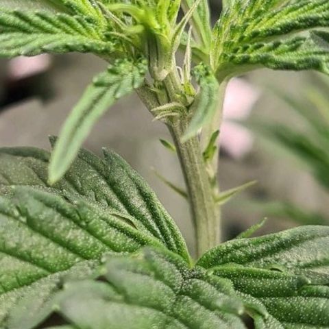 Biscotti Mintz growlog timeline photo