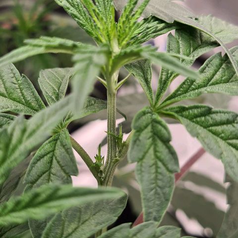 Biscotti Mintz growlog timeline photo