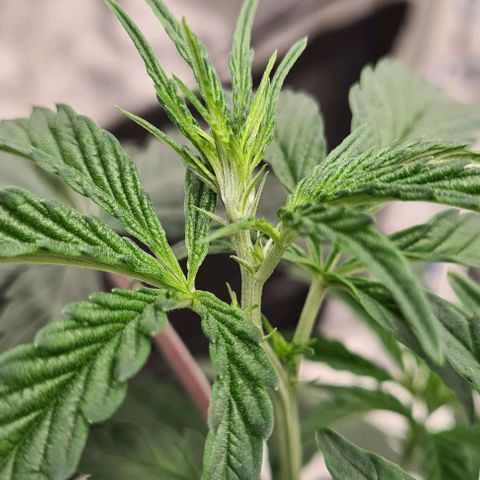 Biscotti Mintz growlog timeline photo
