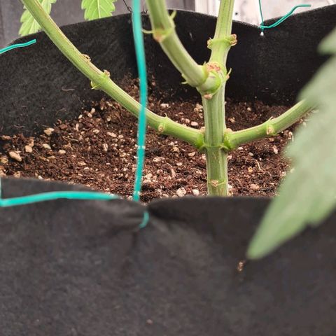 Biscotti Mintz growlog timeline photo