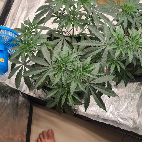 Biscotti Mintz growlog timeline photo