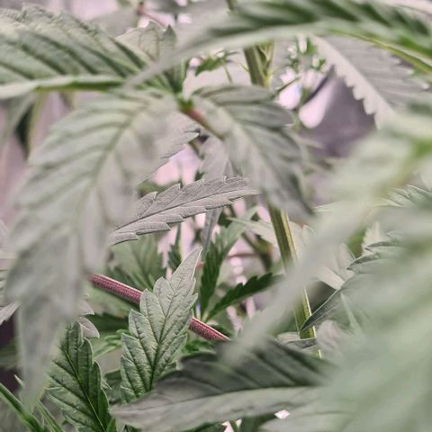 Biscotti Mintz growlog timeline photo