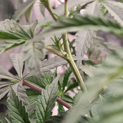 Biscotti Mintz growlog timeline photo