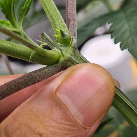 Biscotti Mintz growlog timeline photo