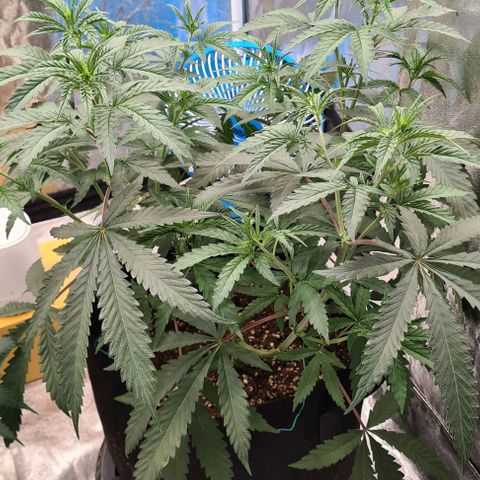 Biscotti Mintz growlog timeline photo