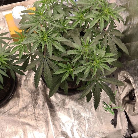 Biscotti Mintz growlog timeline photo