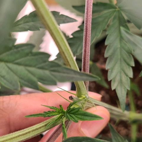Biscotti Mintz growlog timeline photo