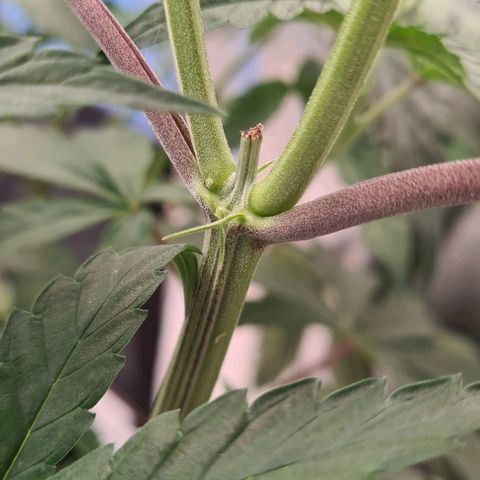 Biscotti Mintz growlog timeline photo