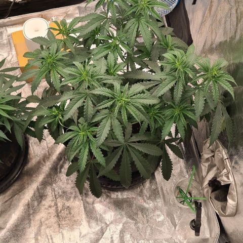 Biscotti Mintz growlog timeline photo