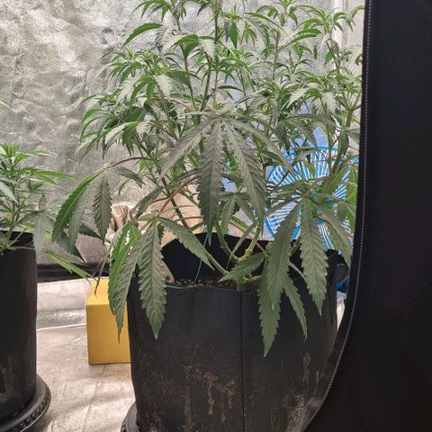 Biscotti Mintz growlog timeline photo