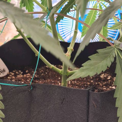Biscotti Mintz growlog timeline photo
