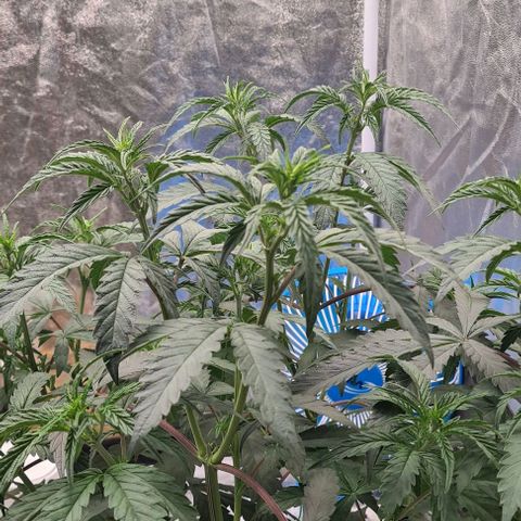 Biscotti Mintz growlog timeline photo