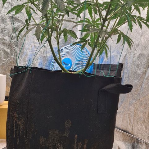 Biscotti Mintz growlog timeline photo