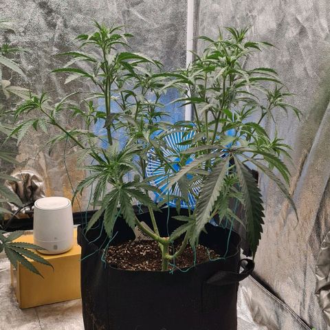 Biscotti Mintz growlog timeline photo