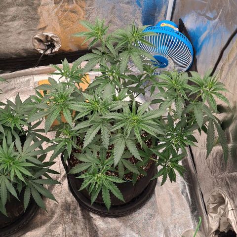 Biscotti Mintz growlog timeline photo