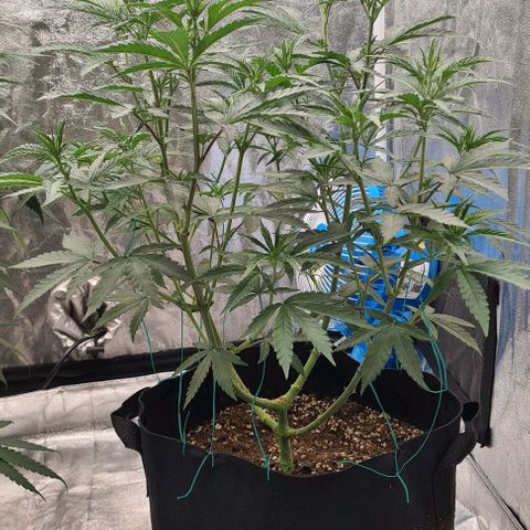Biscotti Mintz growlog timeline photo