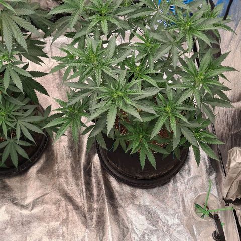 Biscotti Mintz growlog timeline photo