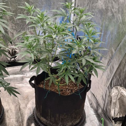 Biscotti Mintz growlog timeline photo