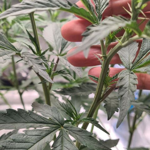 Biscotti Mintz growlog timeline photo