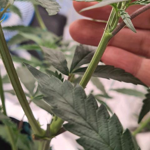 Biscotti Mintz growlog timeline photo