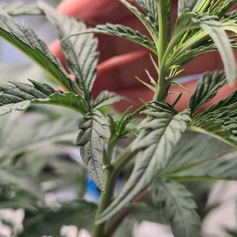 Biscotti Mintz growlog timeline photo