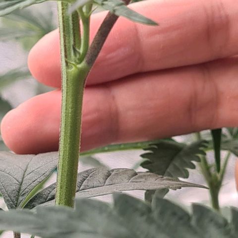 Biscotti Mintz growlog timeline photo