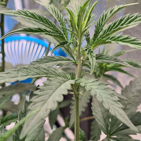 Biscotti Mintz growlog timeline photo