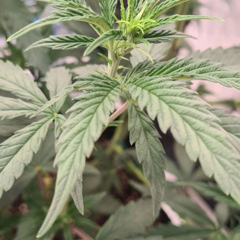 Biscotti Mintz growlog timeline photo