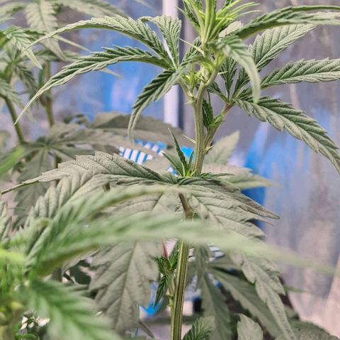 Biscotti Mintz growlog timeline photo