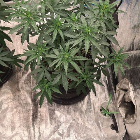 Biscotti Mintz growlog timeline photo