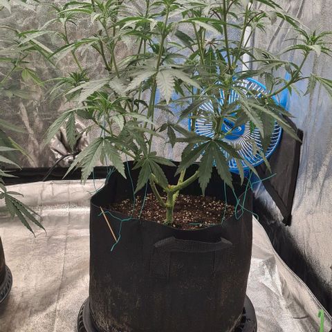 Biscotti Mintz growlog timeline photo