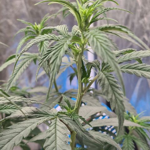Biscotti Mintz growlog timeline photo
