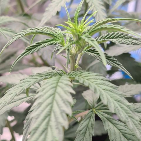Biscotti Mintz growlog timeline photo